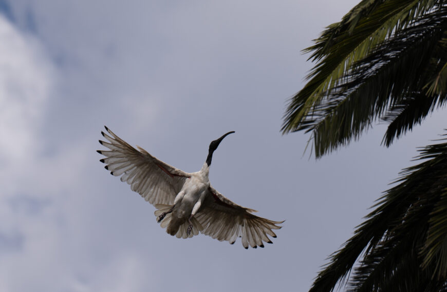 An ibis coming in to land