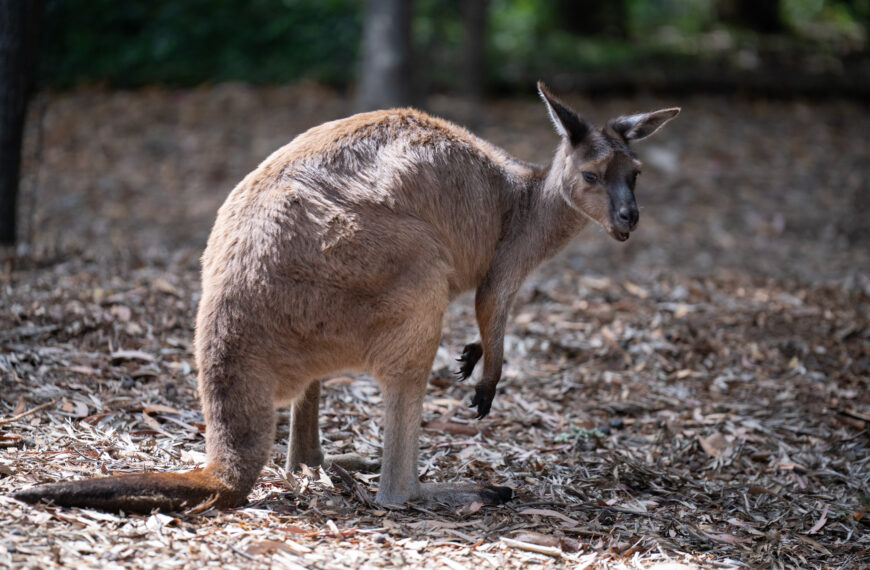 Kangaroo goes “hmm”