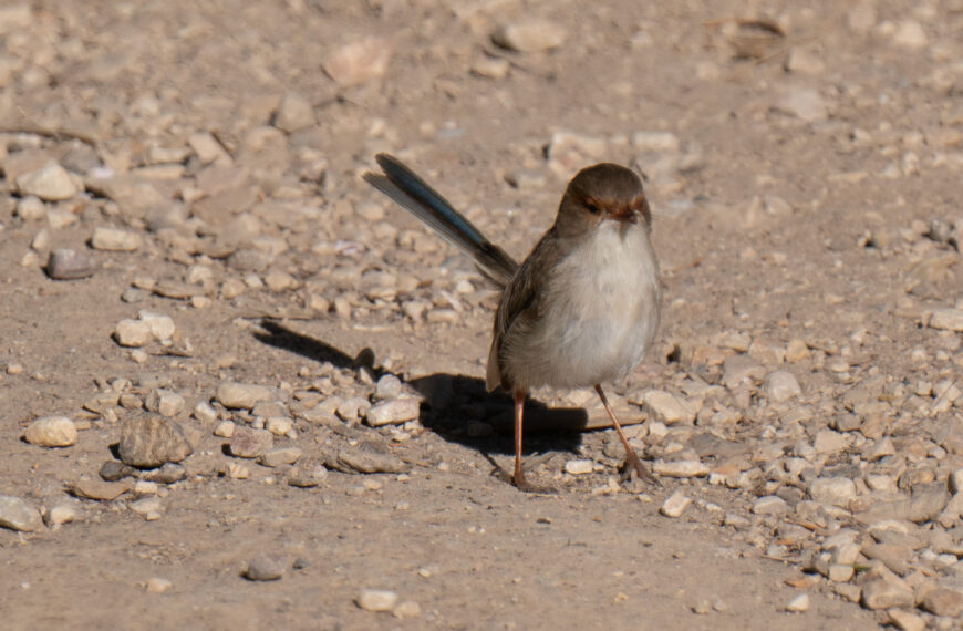 A fairy wren out of mating plumage
