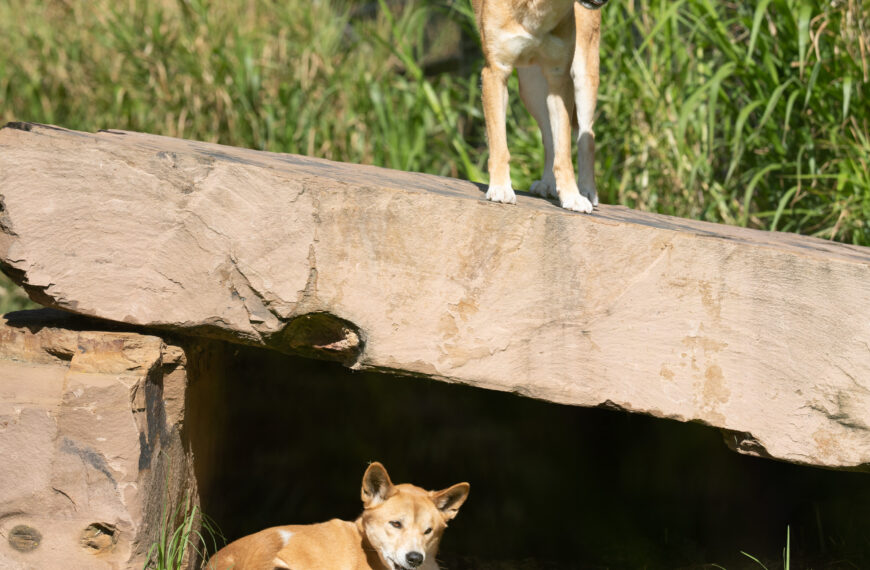 Dingos in Daylight