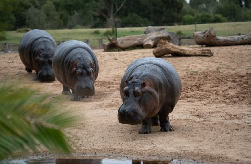 Hippos heading into the water