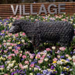 Kambah Village Sheep