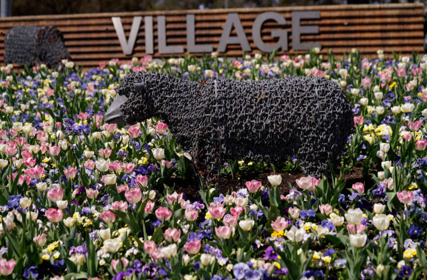 Kambah Village Sheep