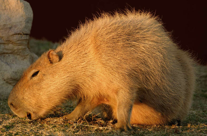 Rodent of Unusual Size