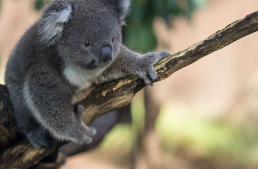 Koalas have two thumbs