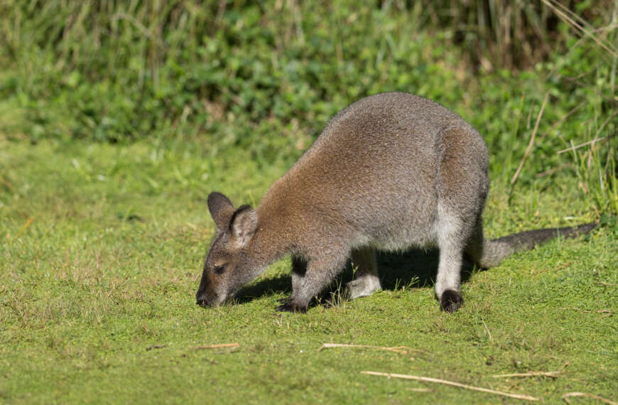 Rock-wallaby on the grass