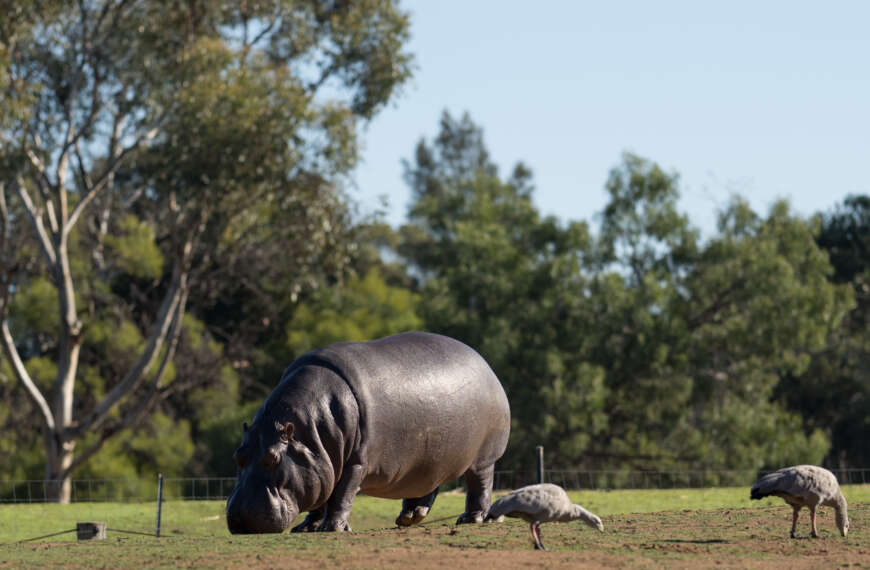 Heavy Hippo Hurdling? Hardly!