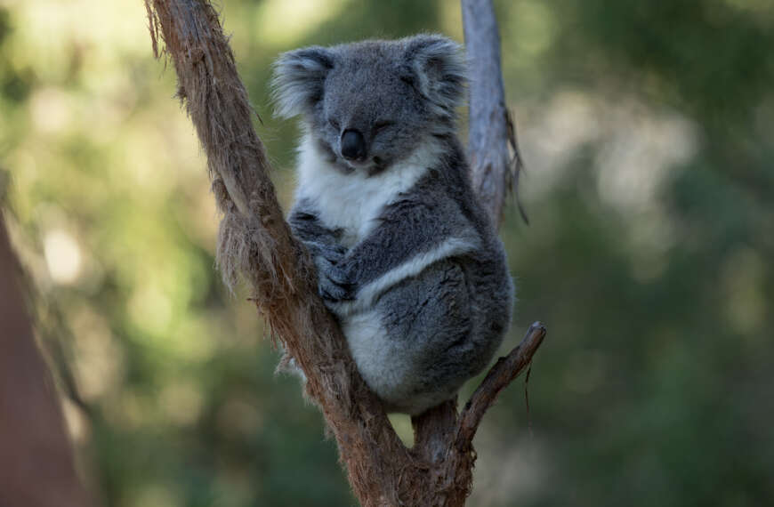 Koala caught with eyes not shut!