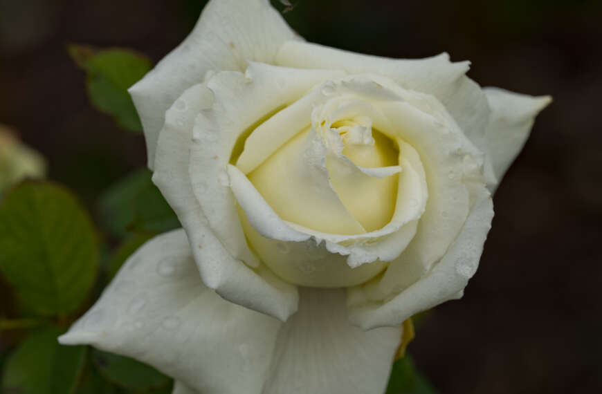 White roses can be tough to photograph