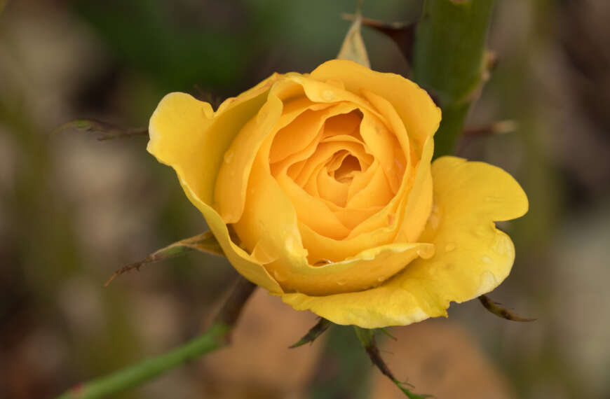 The bright yellow rose