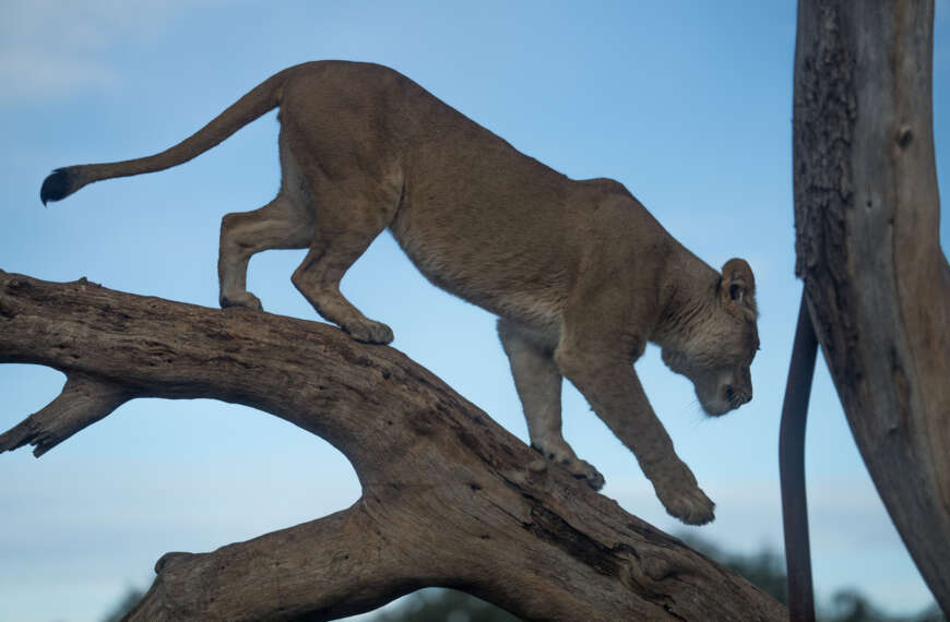 Did you know that lions climb trees?