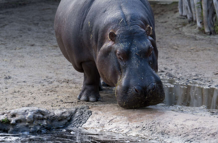 A Hippo Approaches the Water