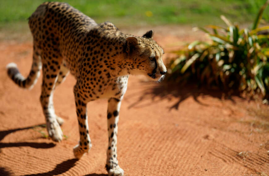 Cheetah intensity