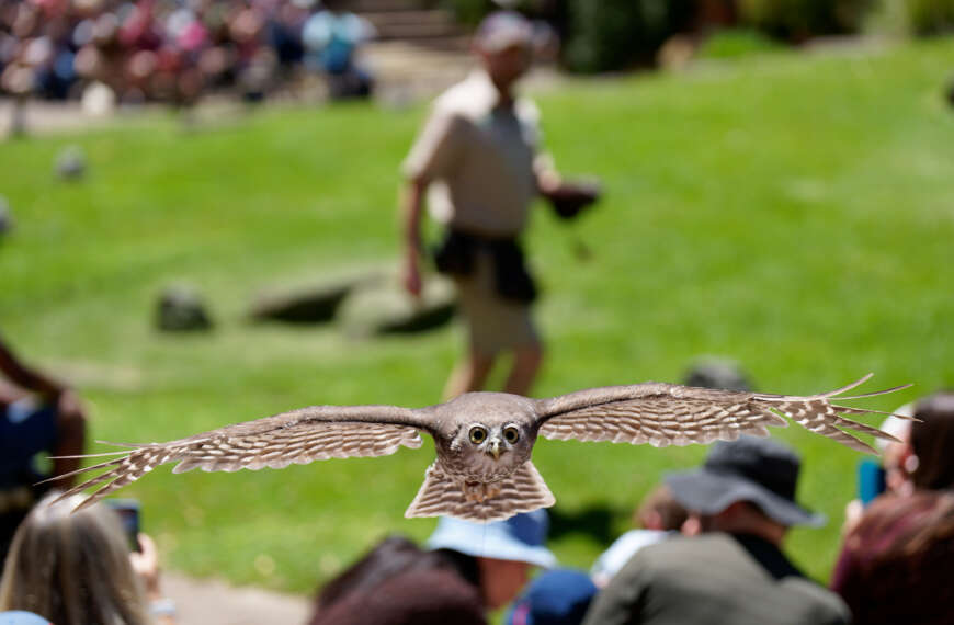 A barking owl in flight – straight at me!
