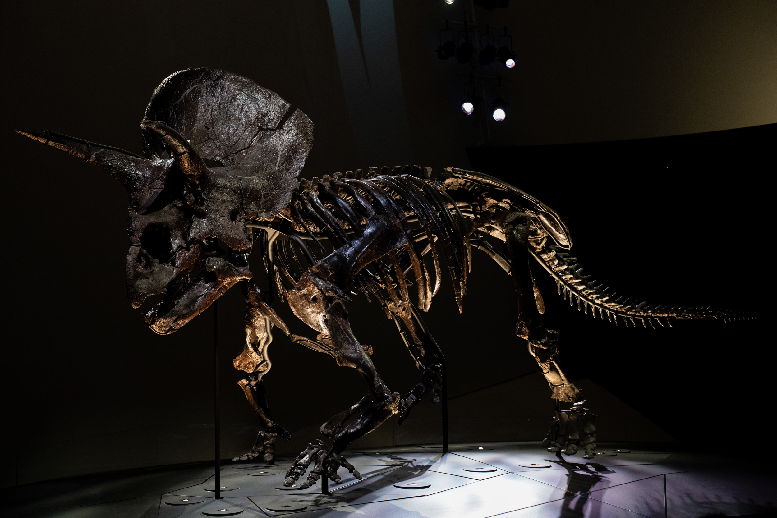 Melbourne Museum’s Monster Revisited!