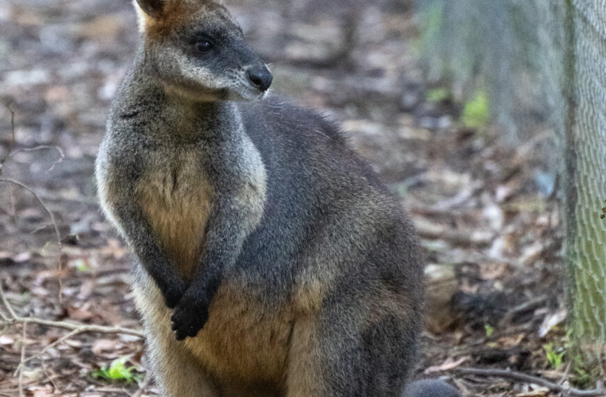 What kind of music does this wallaby like?