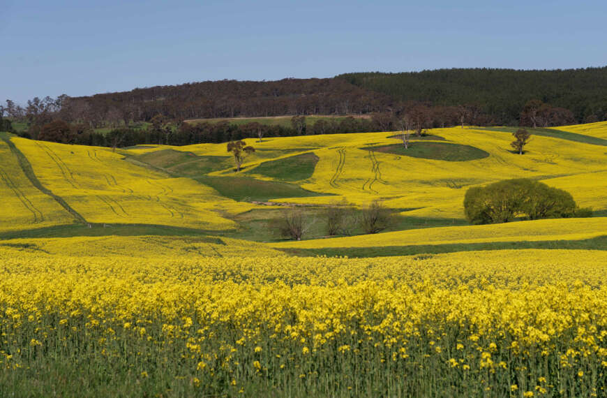Rapeseed fields near Mayfield, NSW