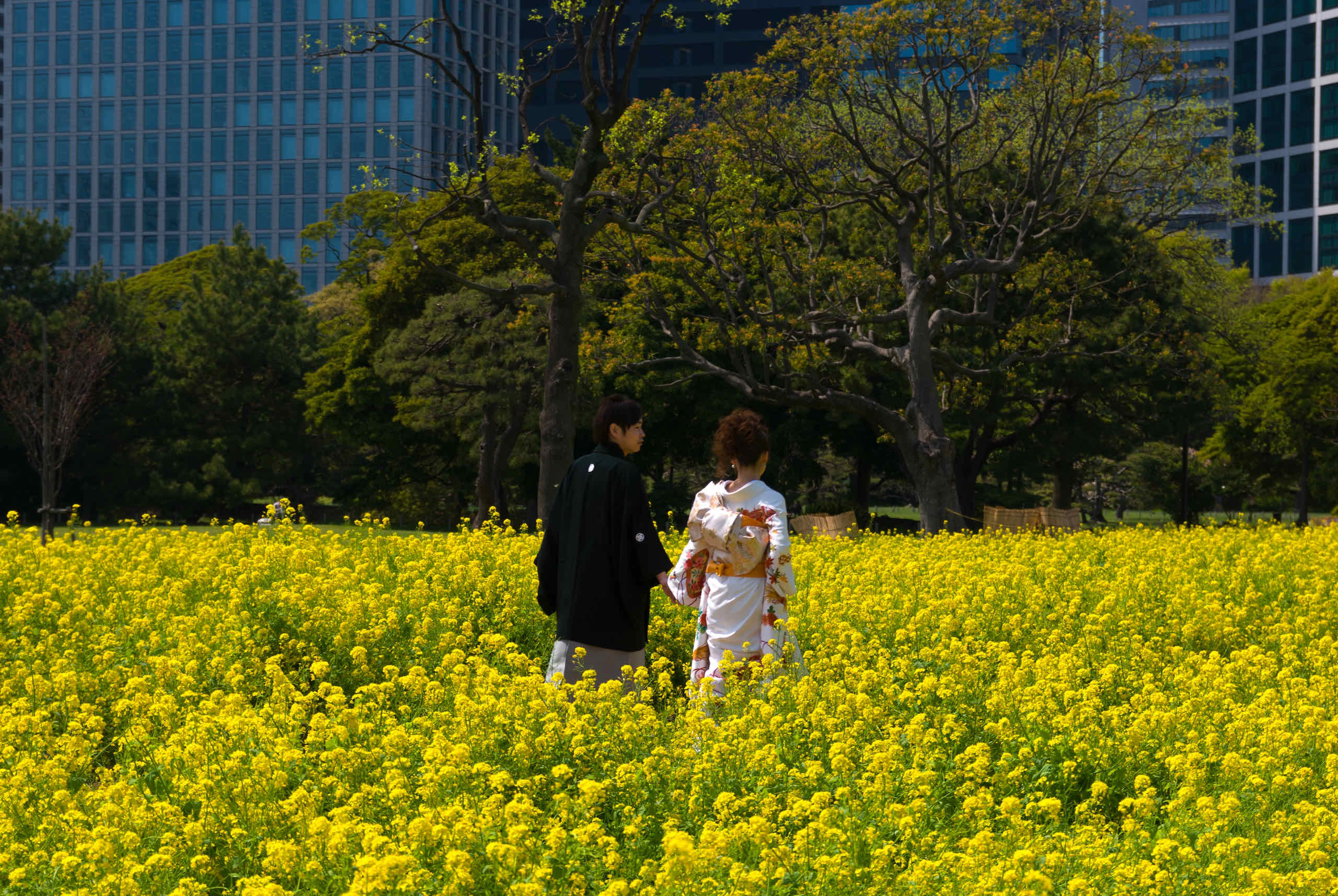 japanese couple in traditional dress walking across rape blossom field