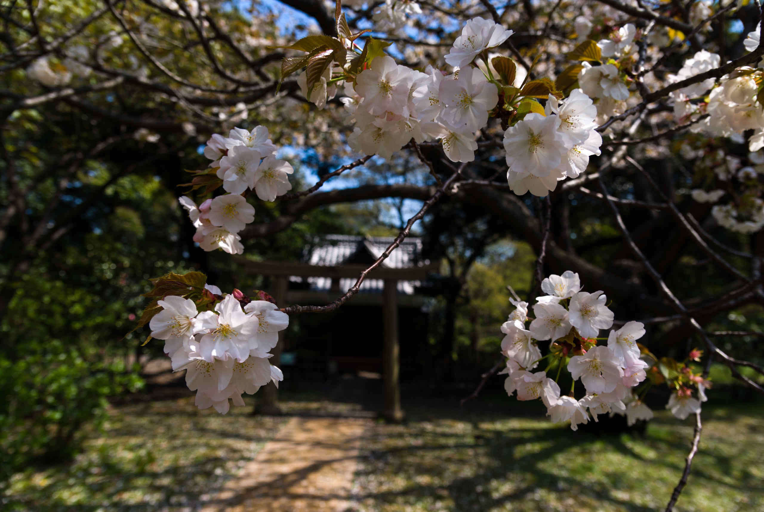 yoshino cherry blossom (吉野桜) and inou shrine (稲生神社)