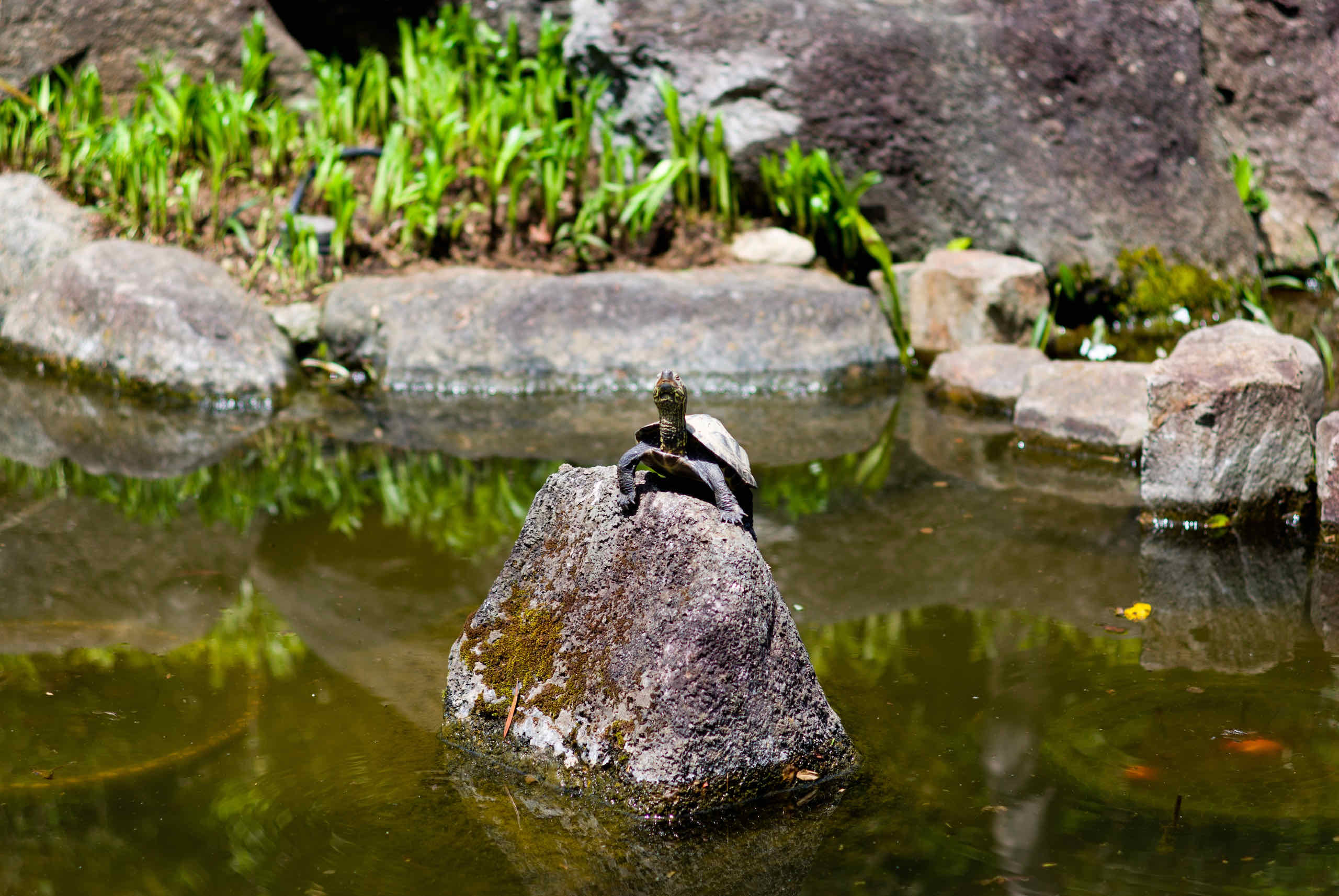 turtle pond