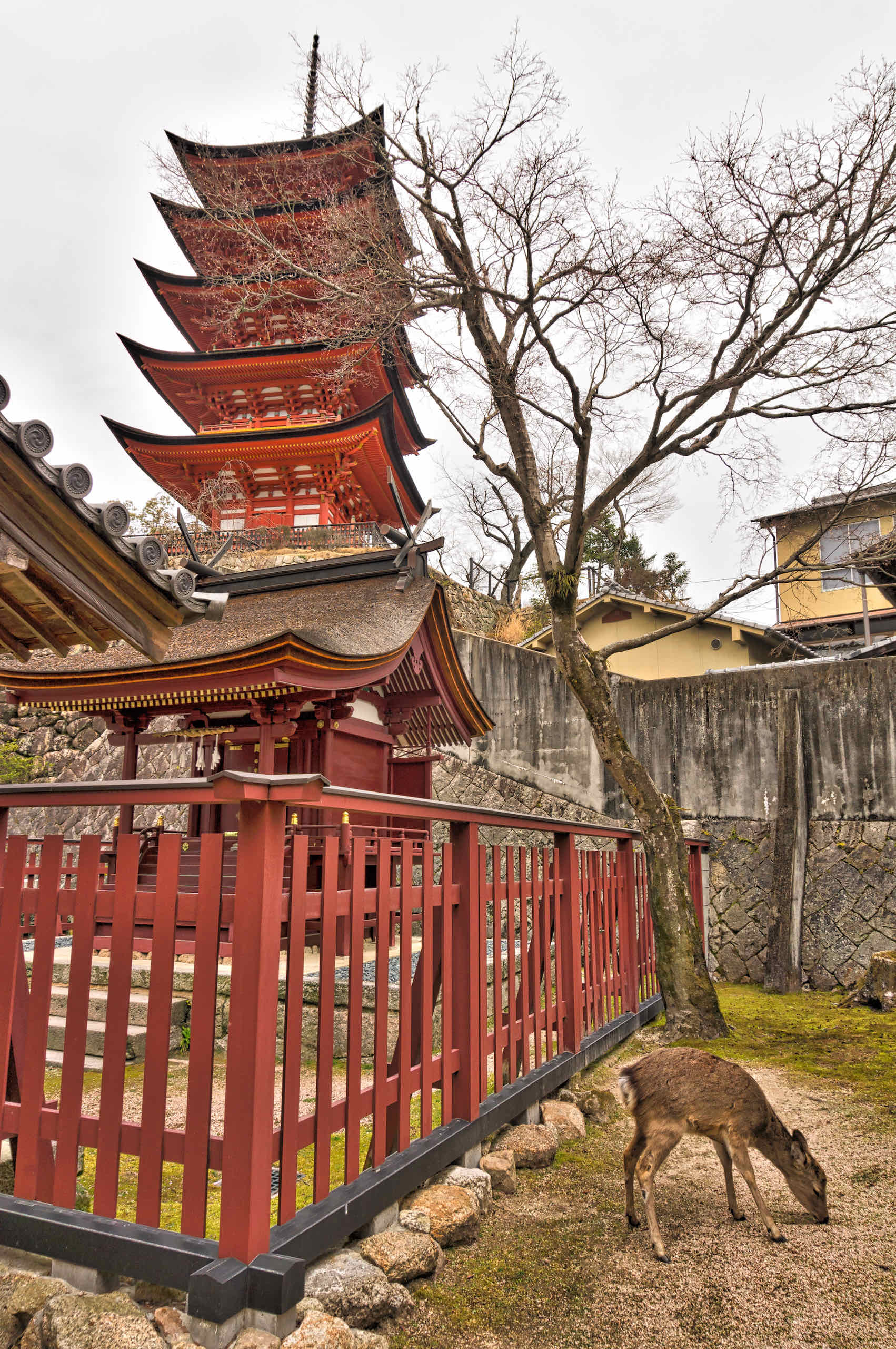 araebisu shrine, pagoda, deer