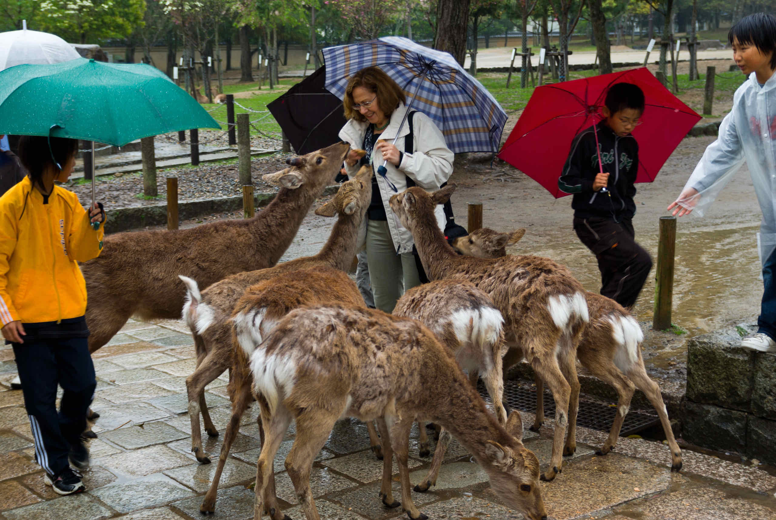 feeding deers with shika senbei