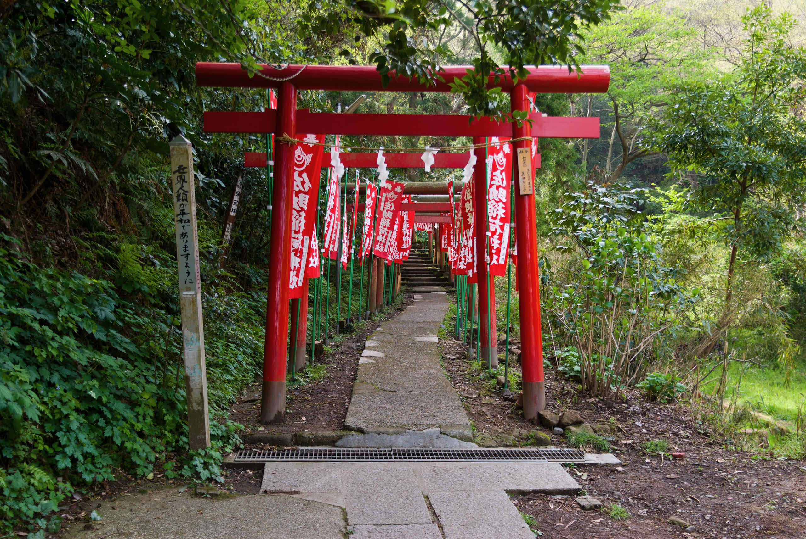 path to shrine lined with red torii