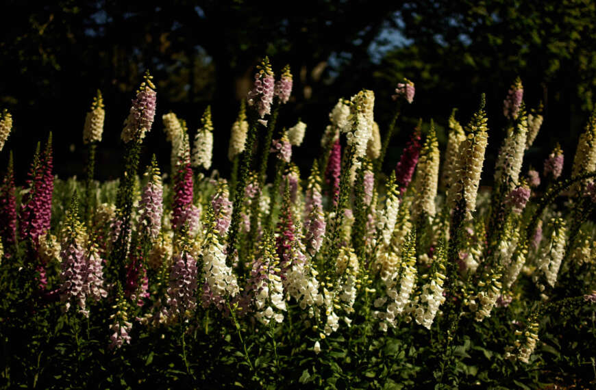 Royal Botanic Gardens with the Voigtländer Nokton 40mm 1:1.2 and Sony α7R